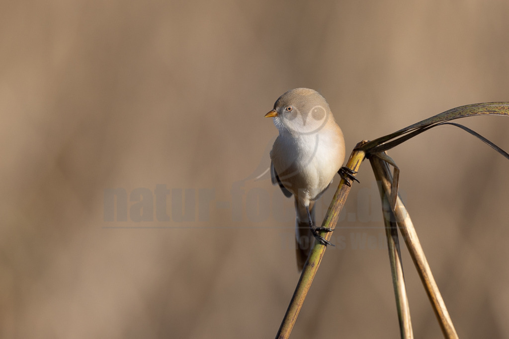 R5NF5940-20231003 | Die Bartmeise ist eine Vogelart und wird heute meist als einzige Art der damit monotypischen Familie Panuridae betrachtet. Sie ist ein meisenartiger, langschwänziger Bewohner großer Schilfflächen. - Realisiert mit Pictrs.com