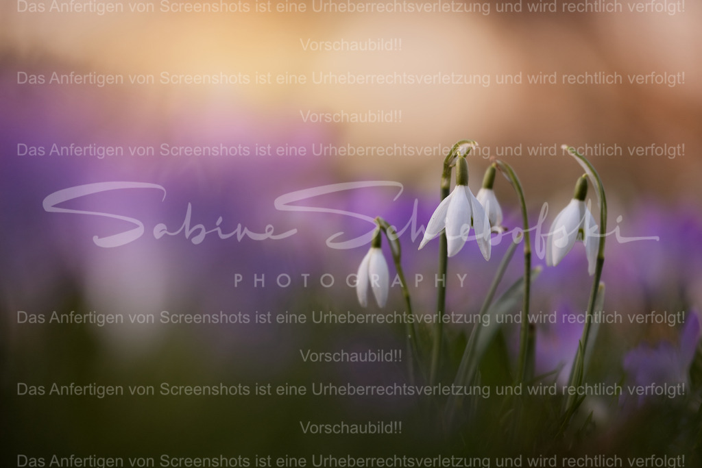 Schneeglöckchen - Leise Boten des Frühlings | Zarte Schneeglöckchen erheben sich im warmen Abendlicht zwischen violetten Farbtönen und sanfter Unschärfe. Ein Moment der Stille – eingefangen zwischen Winter und Frühling. Die ersten Blüten erzählen vom Neubeginn und von der leisen Kraft der Natur. - Realisiert mit Pictrs.com