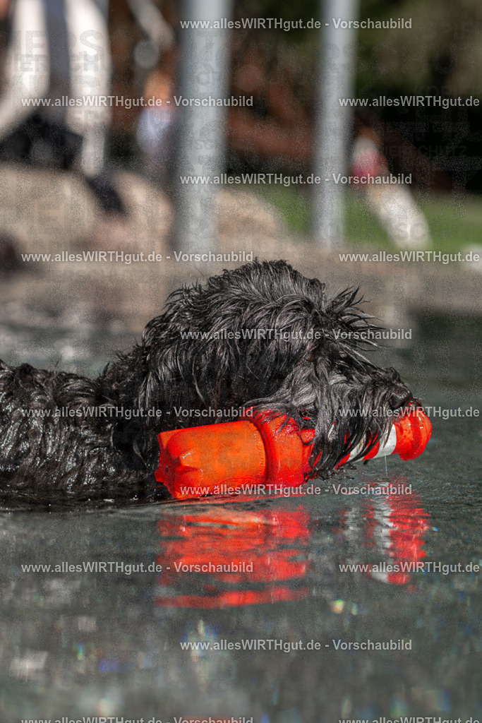 Hundeschwimmen_Volksbad_2026-allesWIRTHgut_Tierfotografie-2609061251-FAY06581 | Professionelle Tierfotografie in Mönchengladbach von Daniel Wirth (allesWIRTHgut). Liebevolle & natürliche Bilder von Hunden & Katzen für unvergessliche Erinnerungen.