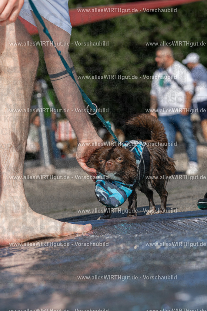 Hundeschwimmen_Volksbad_2026-allesWIRTHgut_Tierfotografie-2609061258-FAY06631 | Professionelle Tierfotografie in Mönchengladbach von Daniel Wirth (allesWIRTHgut). Liebevolle & natürliche Bilder von Hunden & Katzen für unvergessliche Erinnerungen.