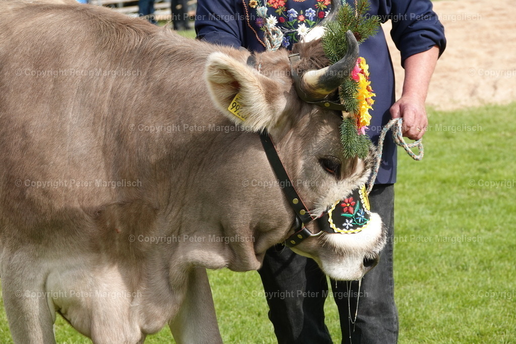 DSC04227 | Schwingen - Realisiert mit Pictrs.com