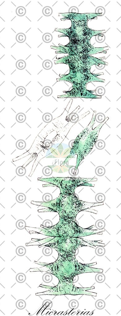 HistAbb_63B8Z_5_ENZY_Simple | Historische Abbildung von Micrasterias - Desmidiaceae (0) | Historical Illustration of Micrasterias - Desmidiaceae (0)