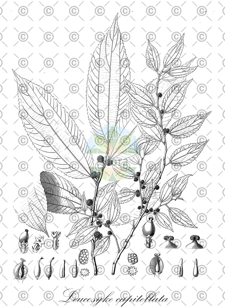 HistAbb_wfo-0001047055_1_ENZY_Simple | Historische Abbildung von Leucosyke capitellata - Urticaceae | Historical Illustration of Leucosyke capitellata - Urticaceae