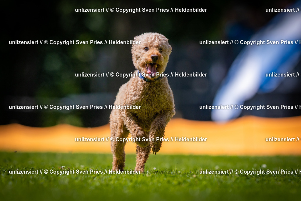 Sven Pries | 2025-08-10 - Hunderennen Durlach - Realisiert mit Pictrs.com