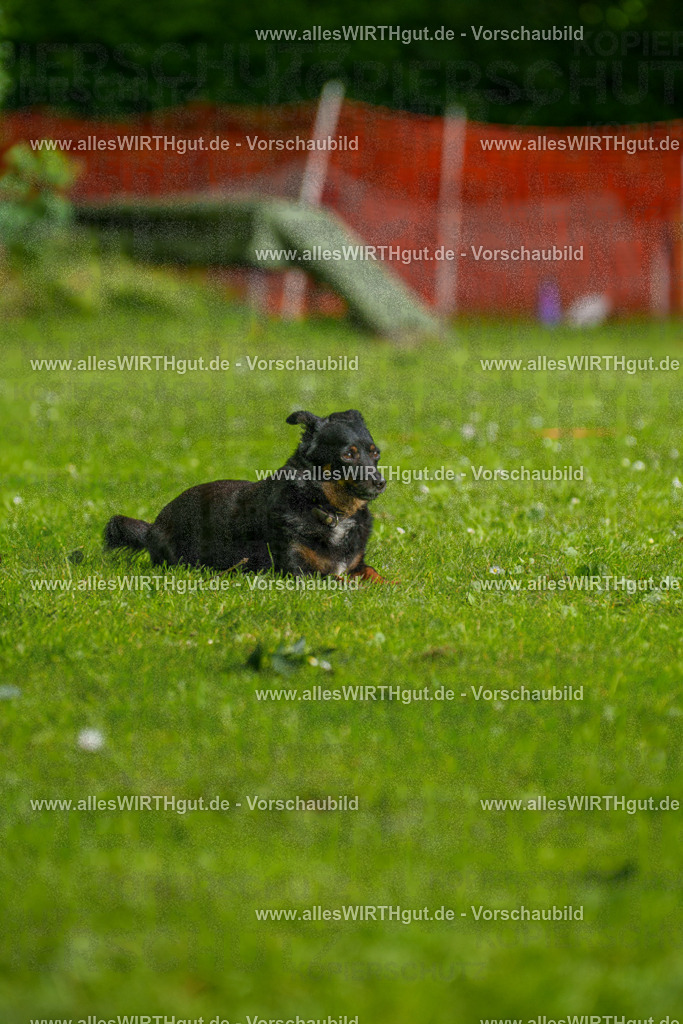 @allesWIRTHgut_Tierfotografie - www.allesWIRTHgut.de - 090132-7R506415 | Professionelle Tierfotografie in Mönchengladbach von Daniel Wirth (allesWIRTHgut). Liebevolle & natürliche Bilder von Hunden & Katzen für unvergessliche Erinnerungen.