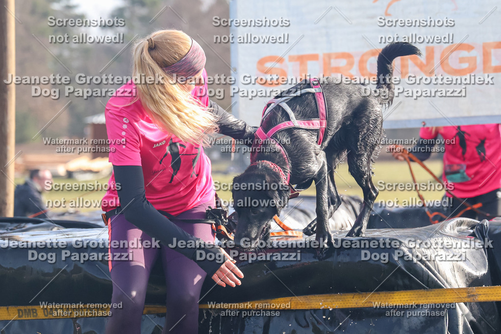 Dog Paparazzi - Strongdog North Mrz26-198 | Dog Paparazzi Jeanette Grottendiek Fotografie & Videografie - Realisiert mit Pictrs.com