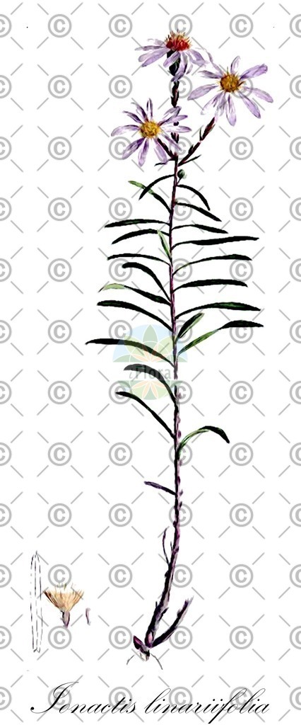 HistAbb_wfo-0000217555_1_ENZY_Simple | Historische Abbildung von Ionactis linariifolia - Asteraceae | Historical Illustration of Ionactis linariifolia - Asteraceae (aster;aster à feuilles de linaires;flax-leaf ankle-aster)