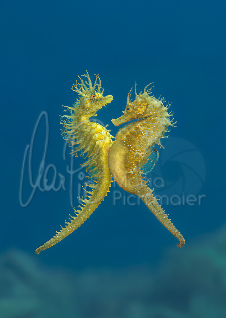 Hippocampus guttulatus | "Leonie" + "Linus" Seepferdchen / Seahorse / Caballito de mar / Hippocampe - Realisiert mit Pictrs.com