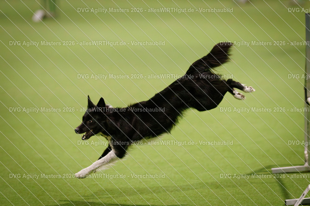allesWIRTHgut_Tierfotografie-DVG_Agility_Masters_2026-15_36-7R502501 | Professionelle Tierfotografie in Mönchengladbach von Daniel Wirth (allesWIRTHgut). Liebevolle & natürliche Bilder von Hunden & Katzen für unvergessliche Erinnerungen.