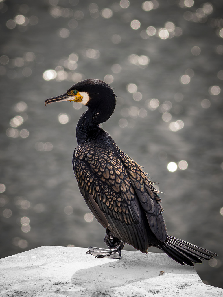 Kormoran | Dieses Foto wurde in freier Wildbahn aufgenommen. Der Kormoran wurde weder angelockt noch beeinflusst und zeigt authentisches Verhalten in seiner natürlichen Umgebung.Ein Kormoran sitzt aufmerksam am Ufer und blickt über das glitzernde Wasser. Das sanfte Bokeh im Hintergrund hebt die feinen Strukturen seines Gefieders hervor und verleiht dem Bild eine ruhige, elegante Atmosphäre. Die natürliche Haltung und das warme Licht zeigen diesen faszinierenden Wasservogel in seinem natürlichen Lebensraum. - Realisiert mit Pictrs.com
