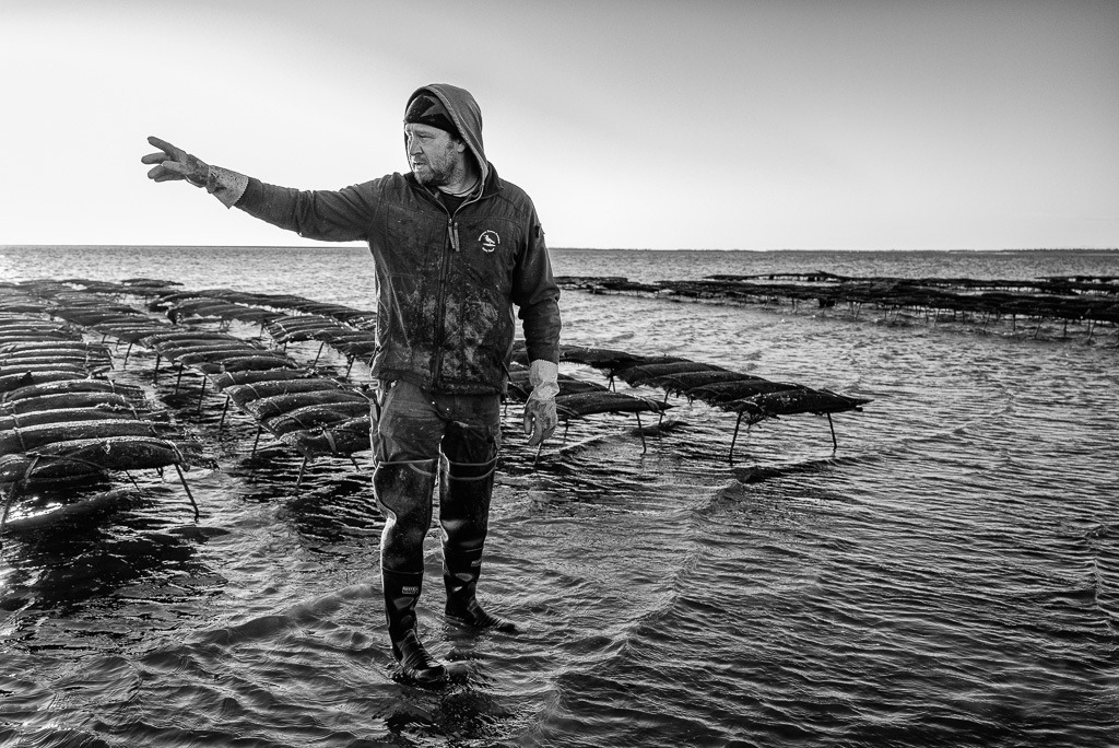 Austernzucht und -ernte auf Sylt durch Dittmeyer’s Austern-Compagnie © Holger Rüdel | Der Online-Shop von Holger Rüdel. Ausgewählte Fotografien als FineArt-Prints bestellen: Bildreportagen, Landschaften, Wildlife, History, Infrarot-Motive in Schwarzweiß und Verschiedenes.  - Realisiert mit Pictrs.com