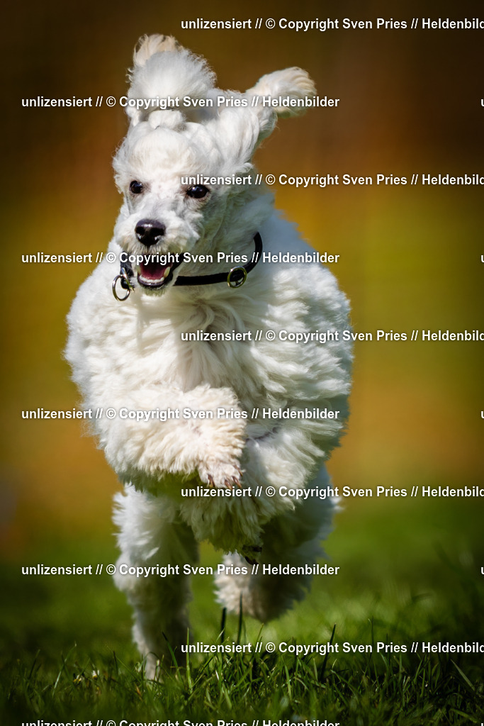 Sven Pries | 2025-04-13 - Hunderennen Baden-Baden - Realisiert mit Pictrs.com