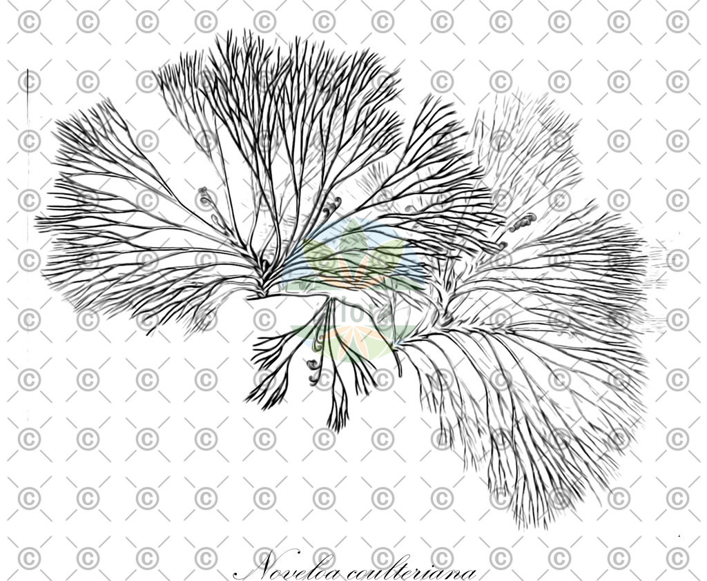 HistAbb_EMP_100279_7_SIMPLE | Historische Abbildung von Noveloa coulteriana - Podostemaceae | Historical Illustration of Noveloa coulteriana - Podostemaceae