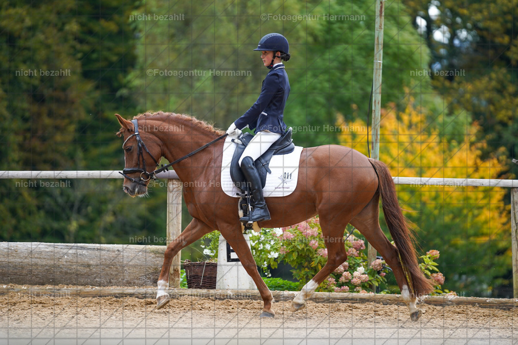 20221008-FAH01057 | Diessen am Ammersee, 2022, Dressur- und Springturnier, Reitsportbilder, Turnierfotografen Bayern, Pferdefotografen, Fotoagentur Herrmann, Turnierbilder
