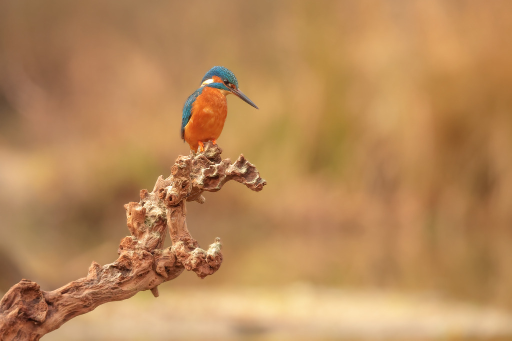 Wandbild - Eisvogel auf einem alten Ast | Dieses Bild zeigt einen prächtigen Eisvogel (Alcedo atthis), der auf einem alten, knorrigen Ast ruht. Der Vogel hebt sich mit seinen leuchtend blauen und orangen Federn kontrastreich vom warmen, unscharfen Hintergrund ab. Der Eisvogel sitzt aufmerksam auf dem Ast, als ob er nach seiner nächsten Beute Ausschau hält. Die Szene vermittelt eine ruhige und konzentrierte Atmosphäre, die die Schönheit und Eleganz dieses kleinen, farbenfrohen Vogels betont.