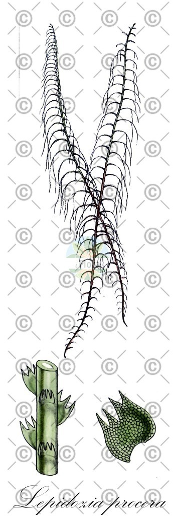 HistAbb_wfo-0000226131_1_ENZY_Simple | Historische Abbildung von Lepidozia procera - Lepidoziaceae | Historical Illustration of Lepidozia procera - Lepidoziaceae