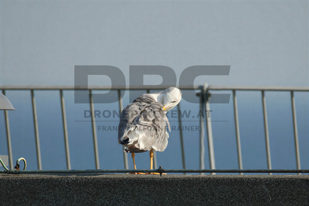 Yellow-legged Gull (Larus michahellis) | Yellow-legged Gull (Larus michahellis), a large gull species commonly found along Mediterranean coasts, rocky shorelines, harbours and coastal areas. - Realisiert mit Pictrs.com