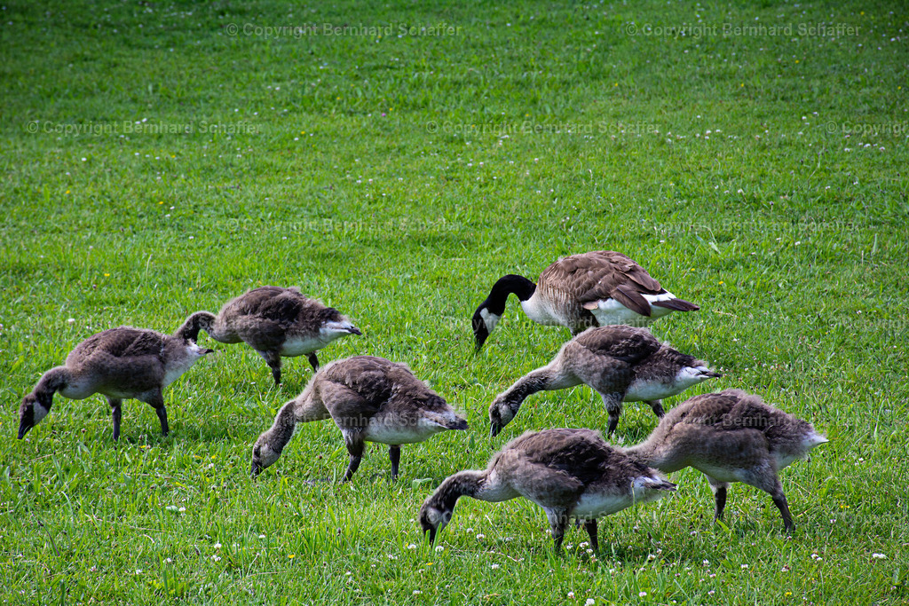 Wildgänse auf der Wiese | Eine Familie Wildgänse pickt auf einer grünen Wiese. - Realisiert mit Pictrs.com