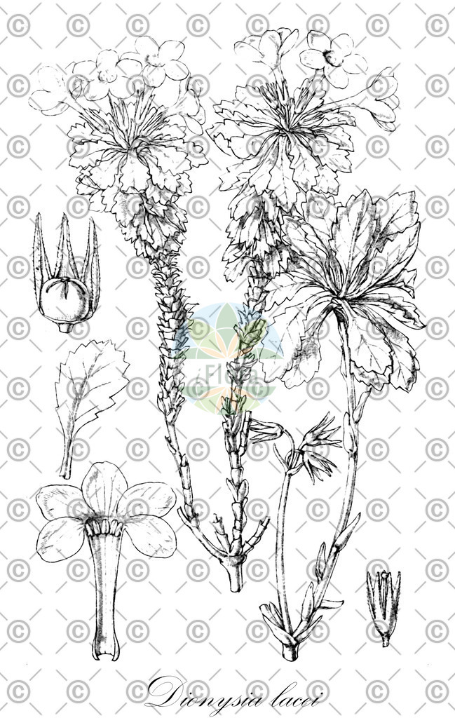 HistAbb_32177_1_FLORAD_SIMPLE | Historische Abbildung von Dionysia lacei - Primulaceae | Historical Illustration of Dionysia lacei - Primulaceae