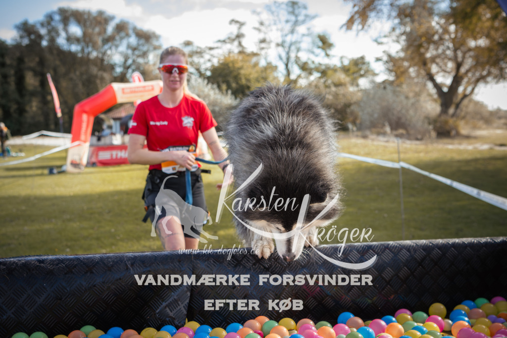 1311_ZZ99583-2 | kk-dogfotos