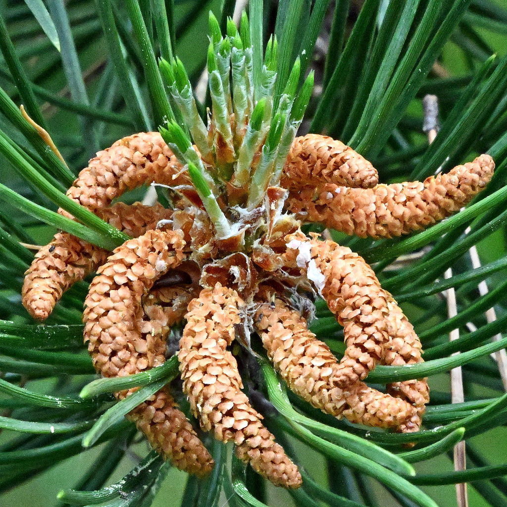 Schwarzkieferblüte01q | lucisnaturbilder - Realisiert mit Pictrs.com