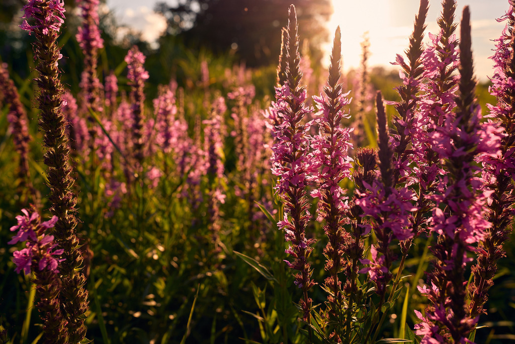 Blutweiderich im Gegenlicht | Rauchwart, Austria - July 30, 2022: Blutweiderich im Gegenlicht. - Realisiert mit Pictrs.com
