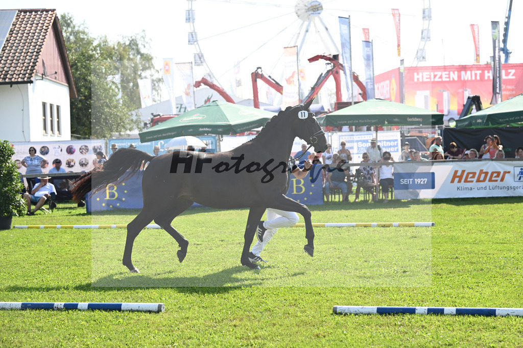 Kat-Nr. 11 nn v. Glamourdale_Muehlbauer_34240253 | hf-fotografie - Realisiert mit Pictrs.com