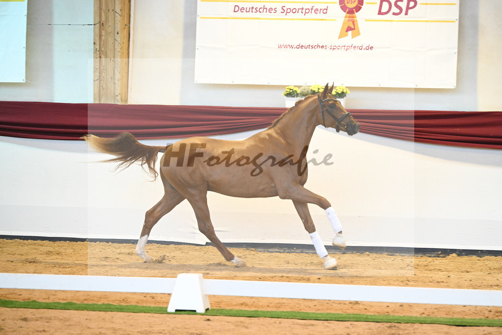 Kat-Nr. 57 v. Vivaldos_Regele_66222136 | hf-fotografie - Realisiert mit Pictrs.com