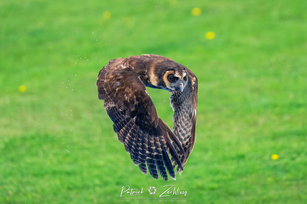Greifvogl-Zöchling (2 von 23) | Mein Name ist Patrick Zöchling. Auf dieser Website siehst Du meine Projekte als Fotograf und kannst Dir Deine Fotos in Galerien ansehen und herunterladen. Über einen Webshop kannst Du Bilder ausarbeiten, auf T-Shirt drucken usw. - Realisiert mit Pictrs.com