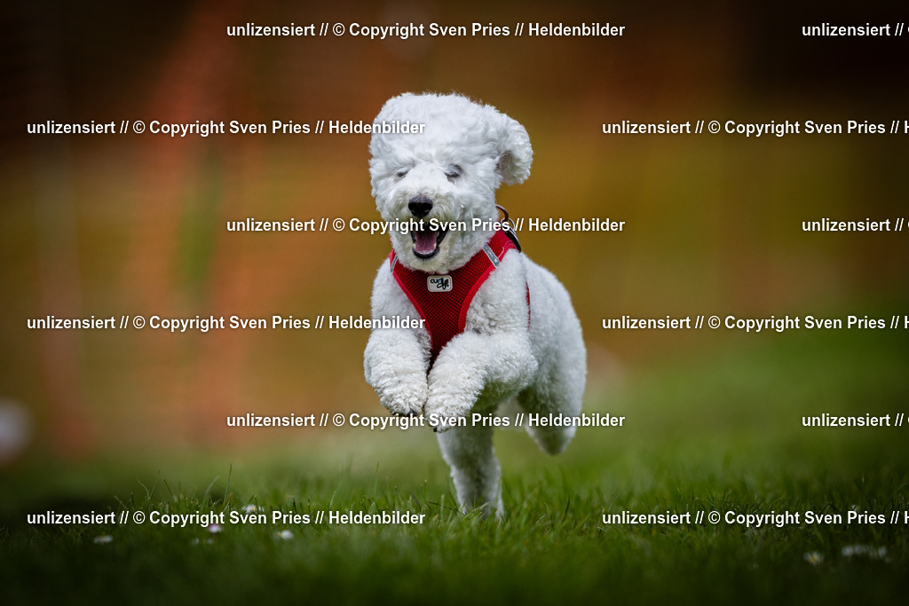 Sven Pries | 2025-04-13 - Hunderennen Baden-Baden - Realisiert mit Pictrs.com