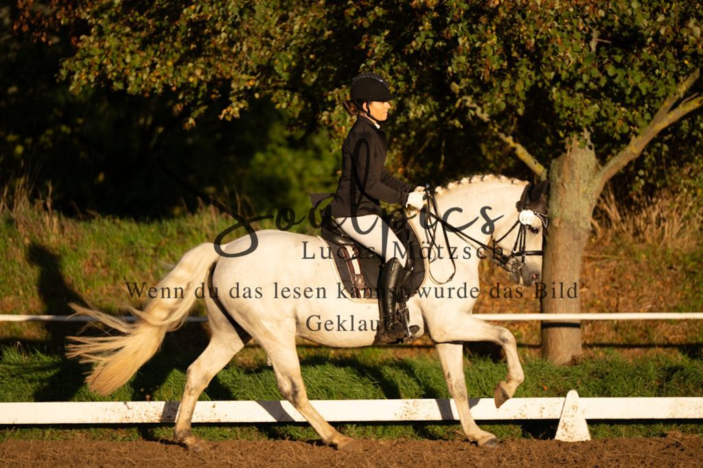 A7V06132 | Pferdefotograf