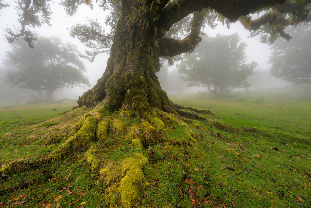 fanal-madeira-05 | Der Nebelwald Fanal auf Madeira wird geprägt durch bizarr gewachsene, oft uralte Lorbeerbäume. - Realisiert mit Pictrs.com