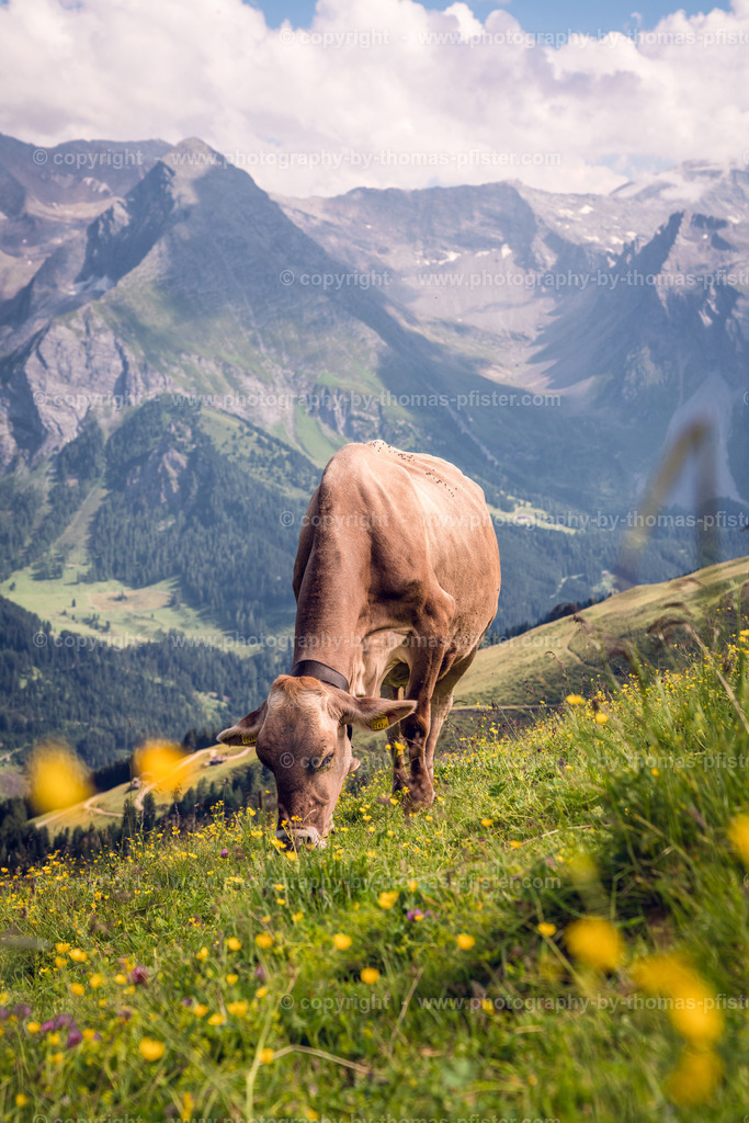 Kuh am Berg copyright  Thomas Pfister-1 | PHOTOGRAPHY BY THOMAS PFISTER