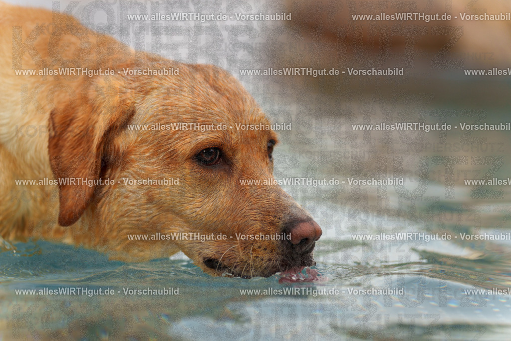 Hundeschwimmen_Grefrath_2026-allesWIRTHgut_Tierfotografie-11_11-7R503199 | Professionelle Tierfotografie in Mönchengladbach von Daniel Wirth (allesWIRTHgut). Liebevolle & natürliche Bilder von Hunden & Katzen für unvergessliche Erinnerungen.