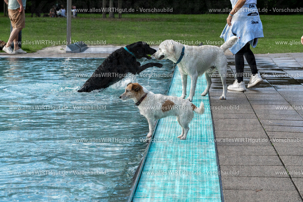 Hundeschwimmen_Volksbad_2026-allesWIRTHgut_Tierfotografie-2609061500-FAY07064 | Professionelle Tierfotografie in Mönchengladbach von Daniel Wirth (allesWIRTHgut). Liebevolle & natürliche Bilder von Hunden & Katzen für unvergessliche Erinnerungen.
