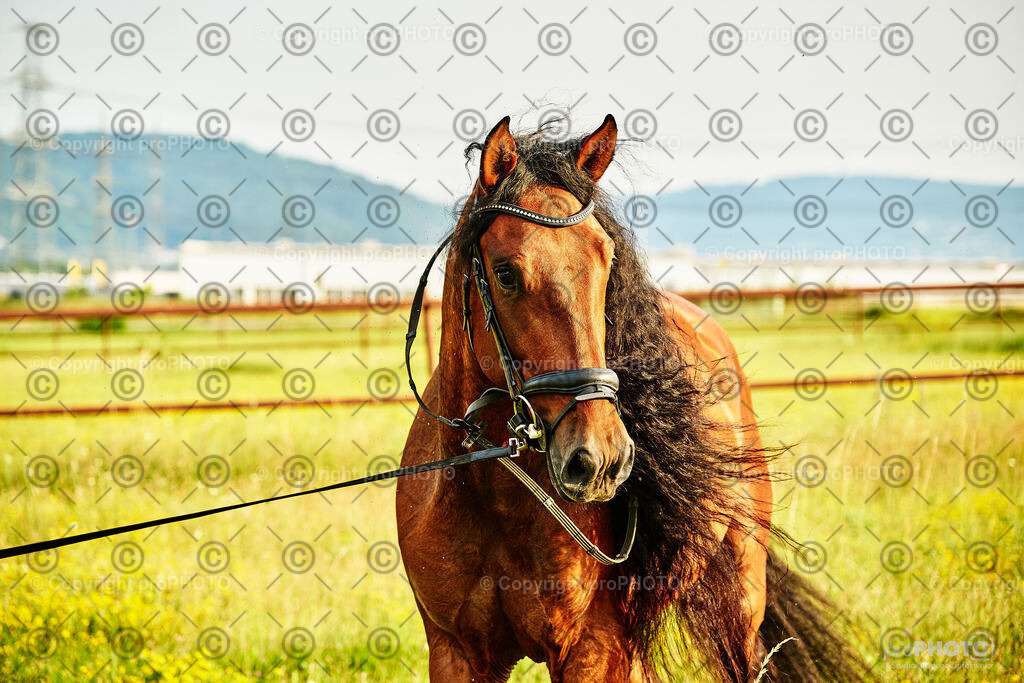 361_202406_Niki-Herodes_NZ9_0362 | proPHOTO - Realisiert mit Pictrs.com