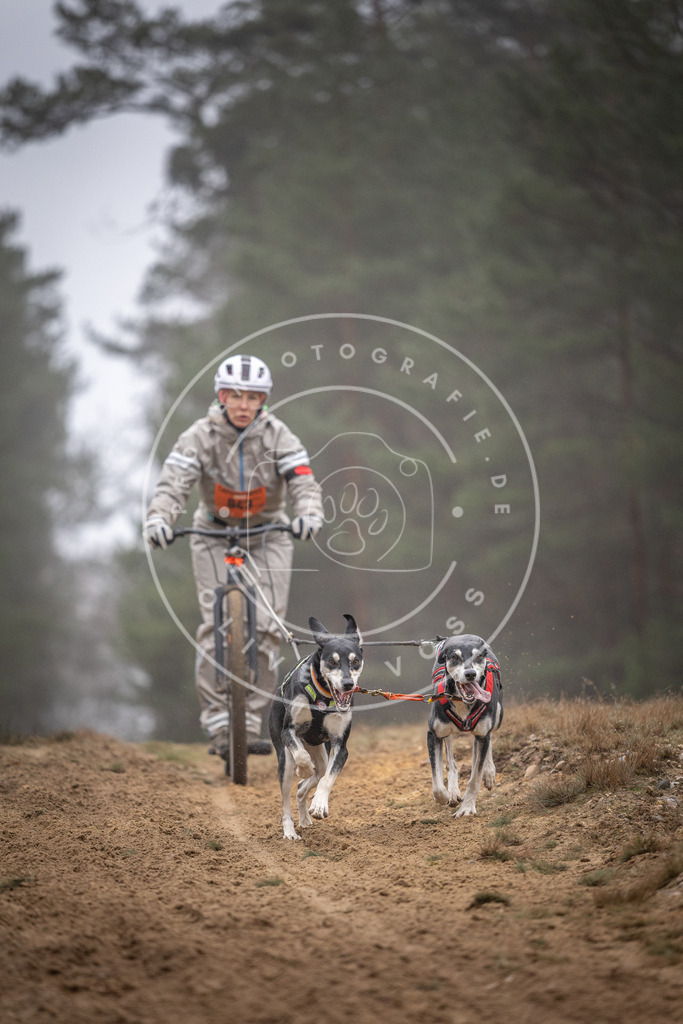 Pfotenfotografie_DV3A0989 | Hundefotografie, Tierfotograf, Pfotenfotografie, Fotoshooting Hund, Hunde Portrait, Hundesport, Hundeportraits, Heideshooting, Hunde, Sportfotograf, Hundefotograf, Turnierhundsport, THS,  - Realisiert mit Pictrs.com