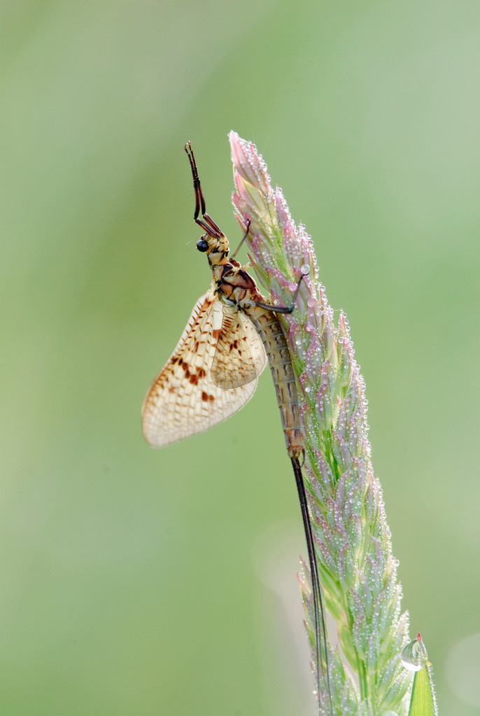 Eintagsfliege | EuropaAustria, Burgenland, Naturpark Raab, Eintagsfliege - Realisiert mit Pictrs.com
