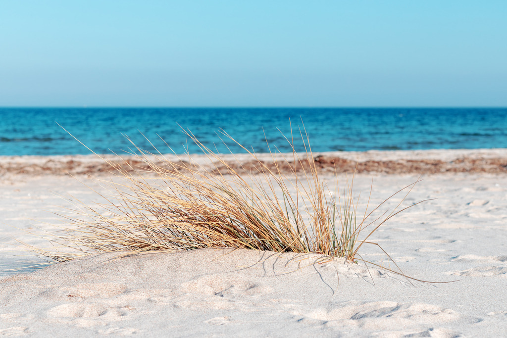 Maritime Fotokunst – Helles Wandbild sanfte Meeresruhe am Horizont | Inmitten sanfter Unschärfe tritt ein einzelnes Büschel Strandhafer als Ruhepol hervor. Durch den gezielten Einsatz von Tiefenschärfe verschwimmen der feine Sand und das weite Blau des Meeres zu einem malerischen Bokeh, das den Blick sanft auf die feinen Details der Natur lenkt. Diese minimalistische Komposition strahlt eine moderne Eleganz aus und schafft eine Atmosphäre von konzentrierter Stille und wohliger Klarheit in jedem Wohnraum.