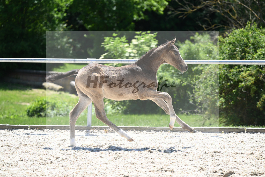 Kat-Nr. 22 HF Gold Garant_Koller_16230613 | hf-fotografie - Realizzato con Pictrs.com