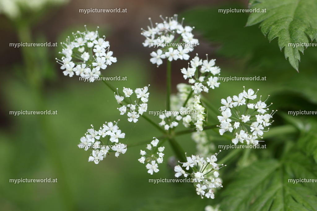 Wimper-Kälberkropf-002 | Das Bilderarchiv über Tiere, Planzen und Landschaften. In der Bilddatenbank finden Sie ein große Auswahl an hochwertigen Bilder für Ihre Werbung - Realisiert mit Pictrs.com