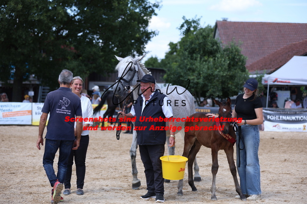 Fohlenschau_Schwäbisch_Hall_springbetonte_Fohlen_RESERVE SIEGERFOHLEN_KN 23_6 | lmwpictures - Realisiert mit Pictrs.com