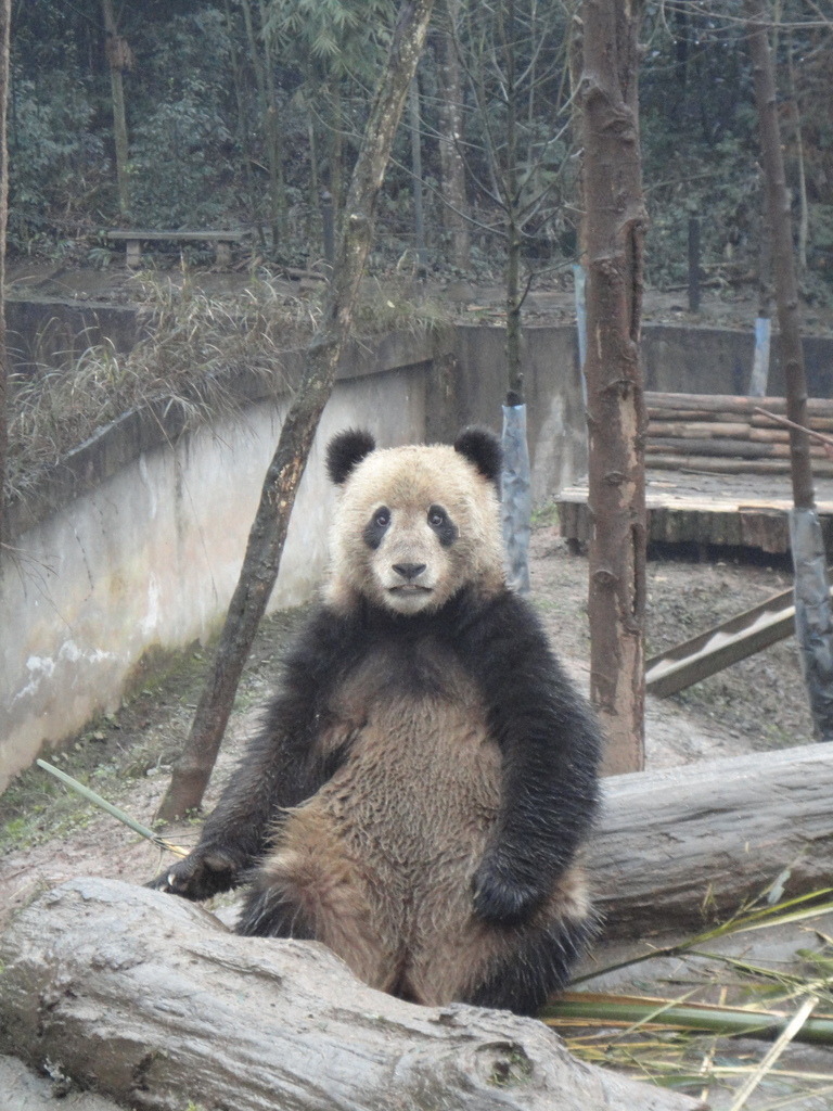 china201203VBA356 | Pandiboo - Realisiert mit Pictrs.com