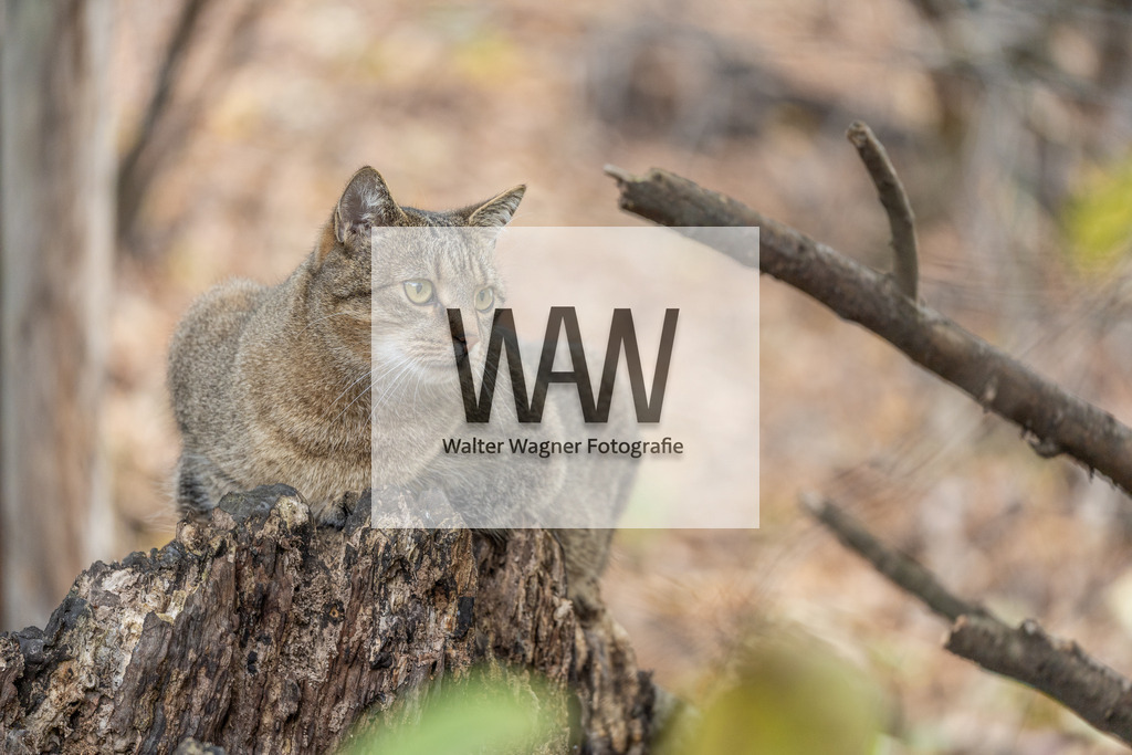 Auf der Lauer | walter-wagner-fotografie