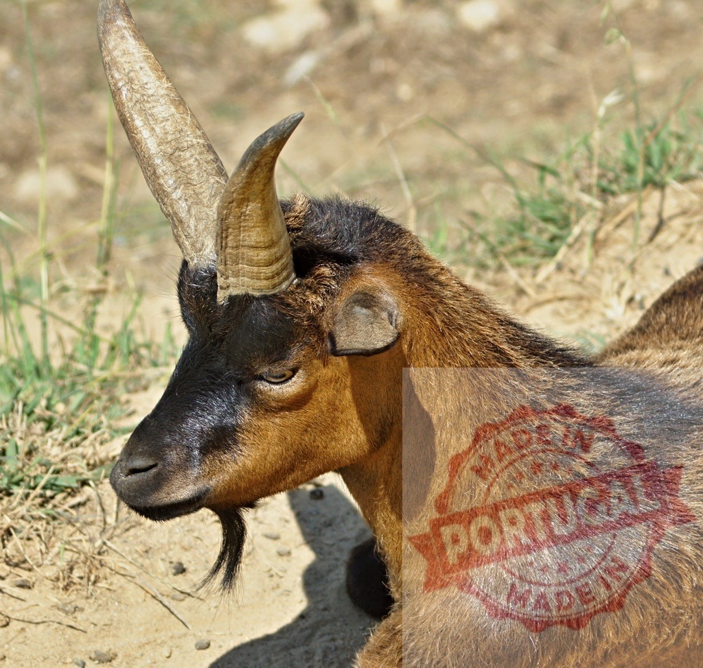 Brown and black goat resting outdoors in profile | Goat with distinctive horns and beard lying in the sun - Realized with Pictrs.com