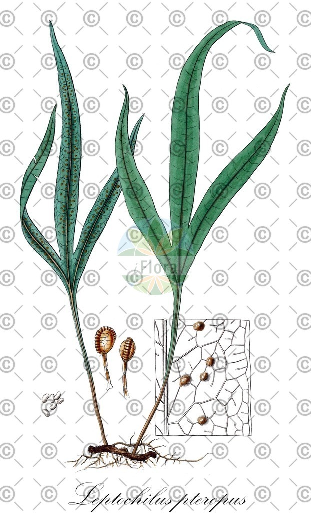 Leptochloa_virgata_HistAbb_Gesellschaft_Kraeuterkenner_1778-1794_SIMPLE | Historische Abbildung von Leptochilus pteropus - Polypodiaceae | Historical Illustration of Leptochilus pteropus - Polypodiaceae