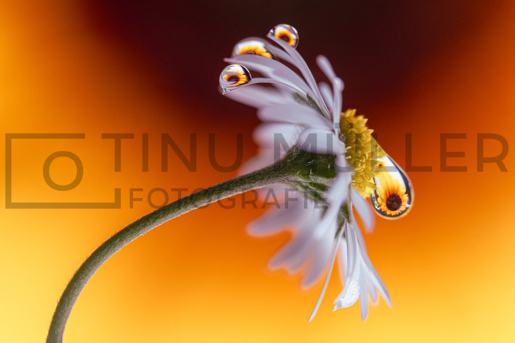 _DSC6003 | Tinu Müller Fotografie- Bildershop - Realisiert mit Pictrs.com