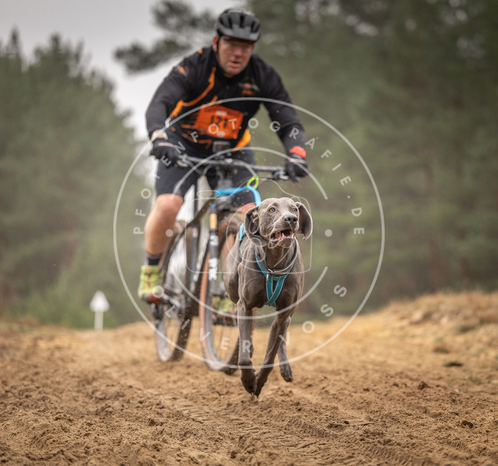 Pfotenfotografie_DV3A3528 | Hundefotografie, Tierfotograf, Pfotenfotografie, Fotoshooting Hund, Hunde Portrait, Hundesport, Hundeportraits, Heideshooting, Hunde, Sportfotograf, Hundefotograf, Turnierhundsport, THS,  - Realisiert mit Pictrs.com