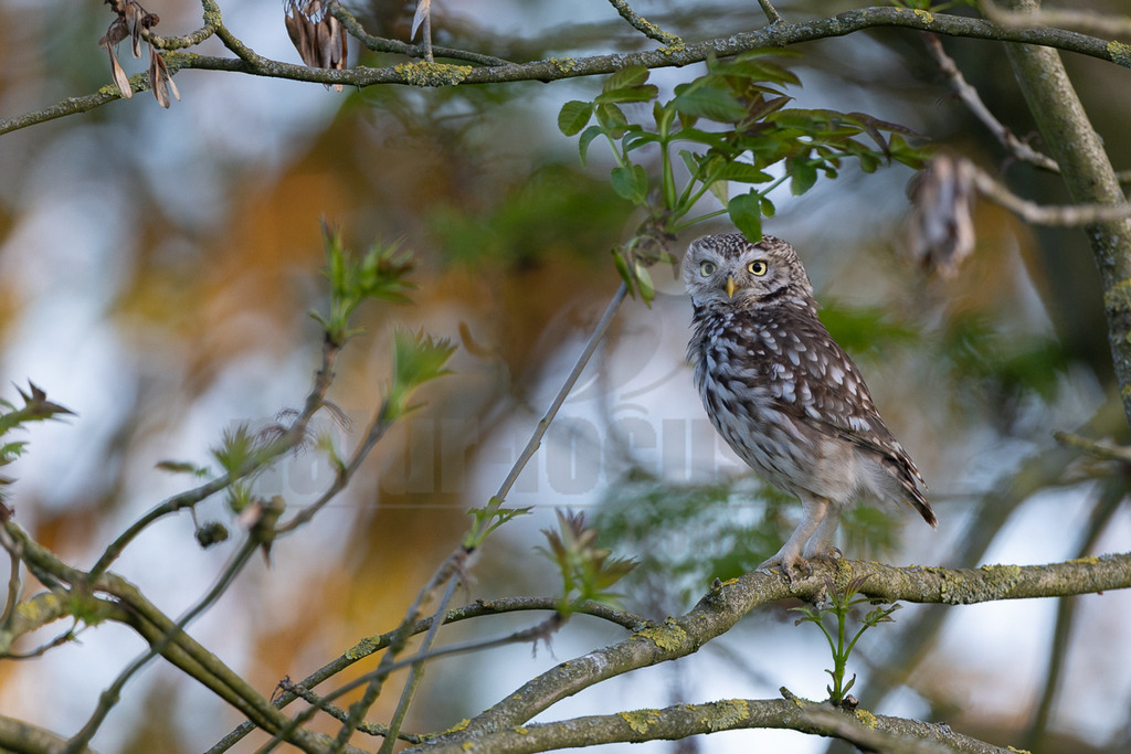 R5M24481_20260430 | Ein Steinkauz (Athene noctua) mit braun-weiß geflecktem Gefieder sitzt auf einem Ast eines Baumes. Der Vogel blickt mit seinen großen, runden, gelben Augen aufmerksam nach vorne. Der Hintergrund ist unscharf und zeigt grüne Blätter und warmes Licht. - Realisiert mit Pictrs.com