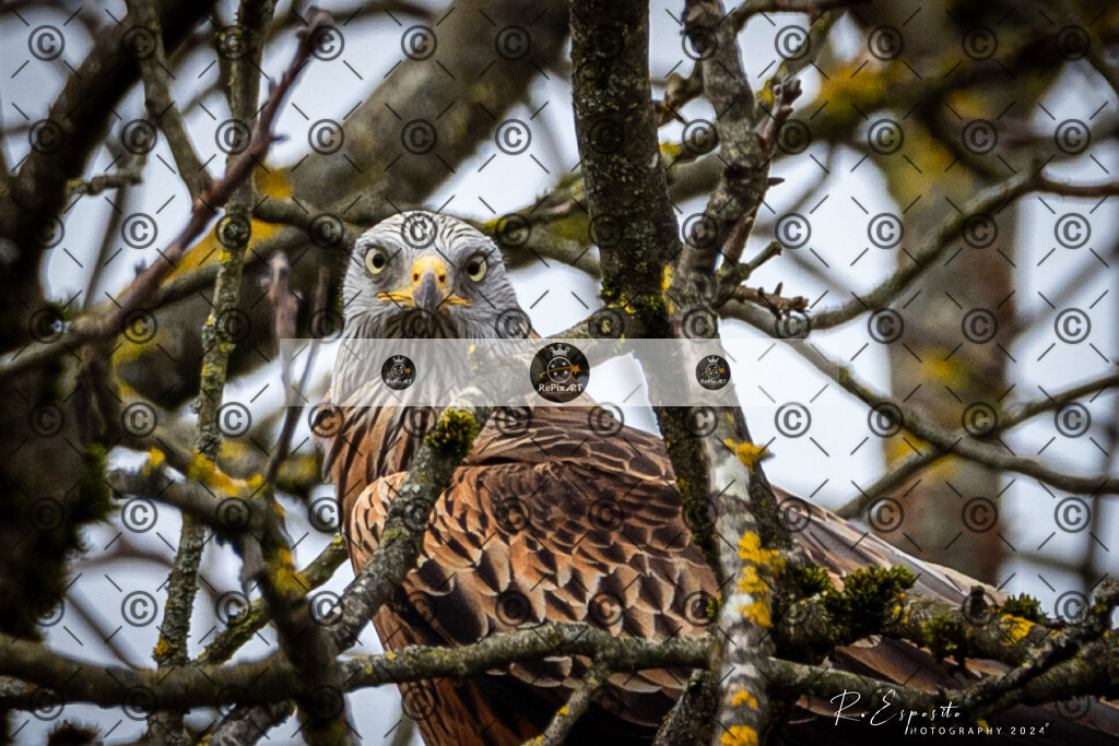 20240207_Wald_151 | Sport und Naturfotografie von Roberto Esposito zeigt echte Momente Bewegung und die Schönheit der Natur. Ausdrucksstarke Bilder schaffen Emotionen.